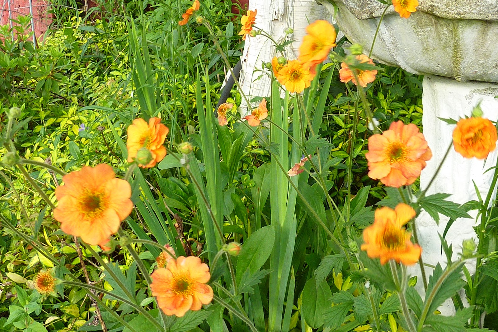 From The Garden Of Zen Yamabuki Kerria Japonica Flowers Engaku Ji