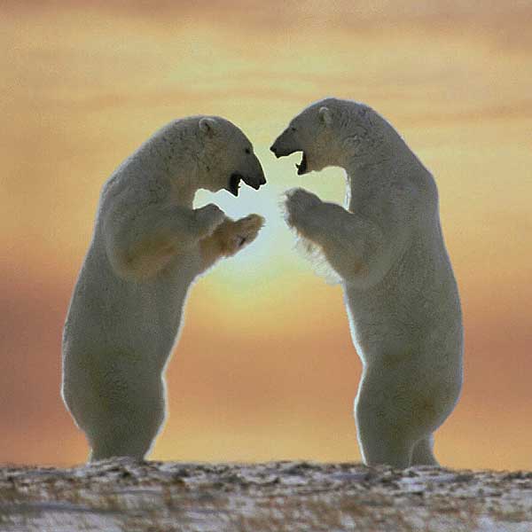 Angry Bear Standing | Funny Collection World