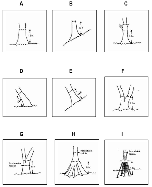 MEDICIÓN DE DIÁMETROS Bosque Tropical