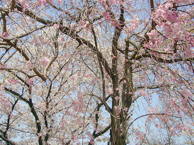 京都府八幡市・背割堤の桜