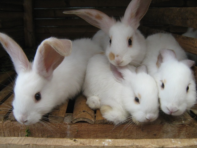 Penggolongan Hewan Berdasarkan Jenis Makanannya Wijang