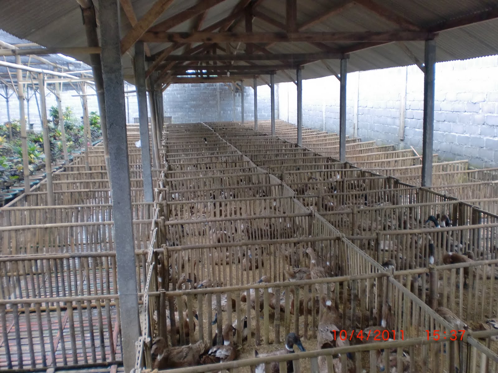 secang kandang bebek SECANG KANDANG BEBEK