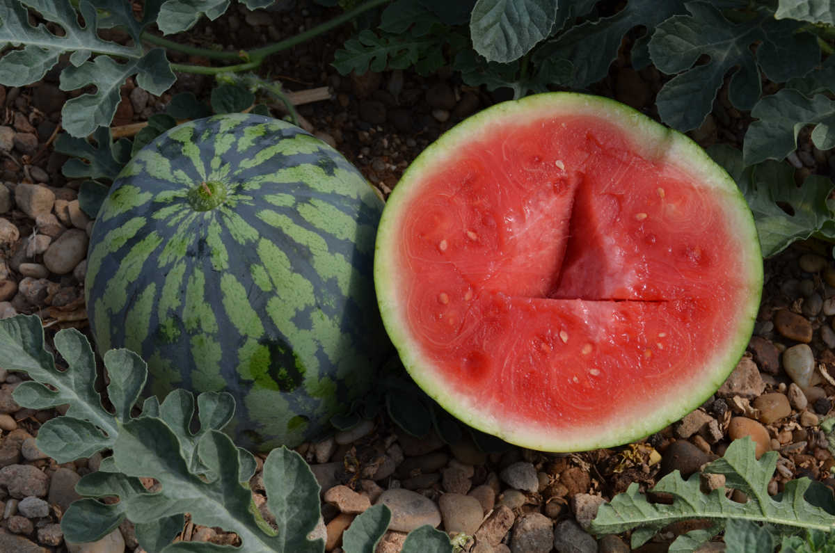 Homo agricola: Sandia Premium Homo agricola: Sandia Premium