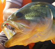Black bass a mosca con poppers desde Kayak