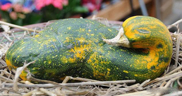 بالصور أغرب 15 شكل للفواكه والخضورات Marrow+squash