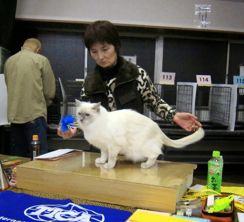 Ragdoll Cattery Fuzzjp Tica Accキャットショーの猫ちゃんたち