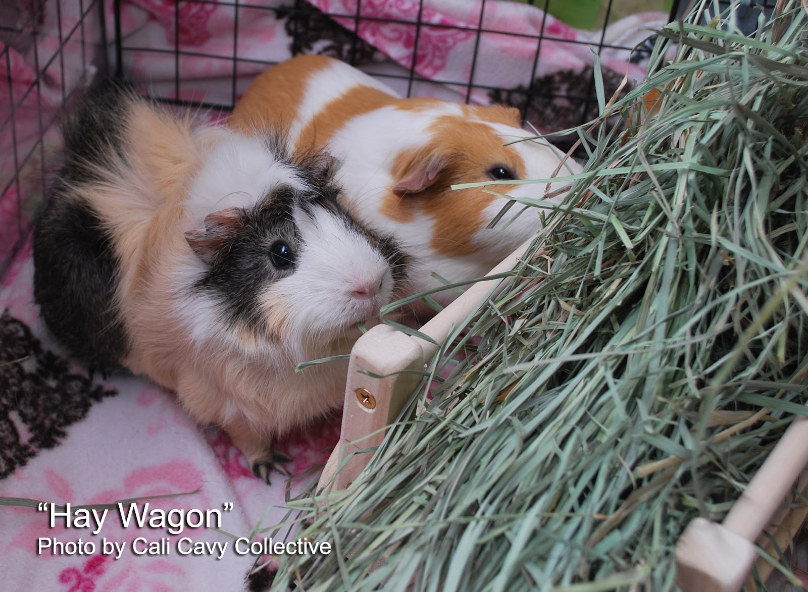Cali Cavy Collective: a blog about all things guinea pig: Wooden hay