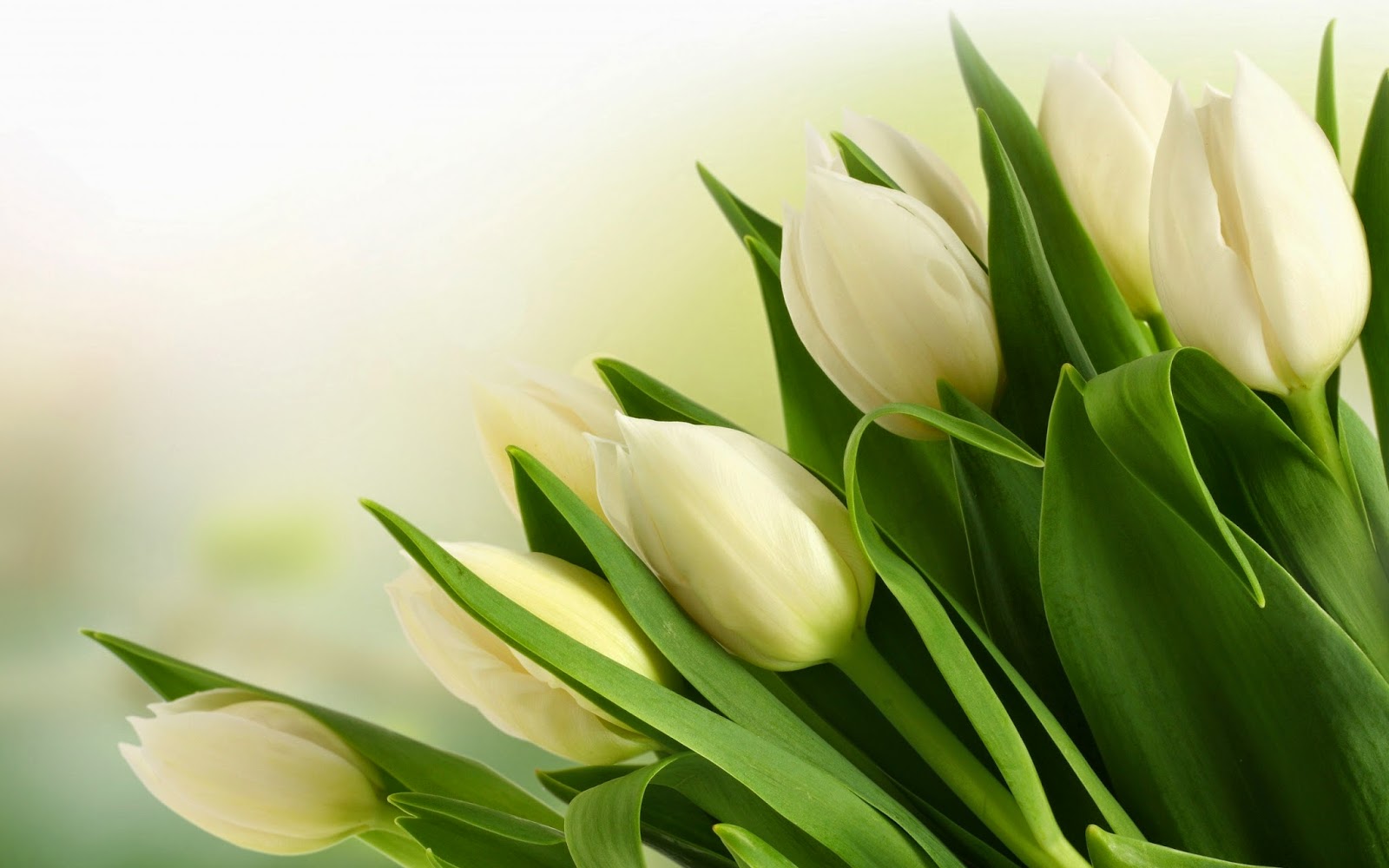 Gambar Bunga Tulip Putih Gambar Bunga Tulip Putih