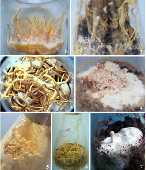 Cordyceps militaris journal picture