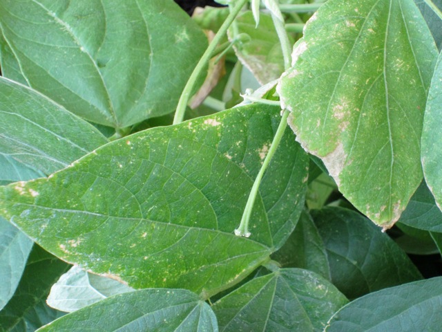 Feuilles de menthe qui blanchissent