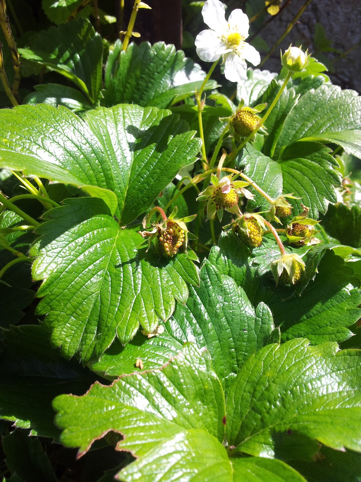 I M In The Garden Today Fragrant Sarcococca