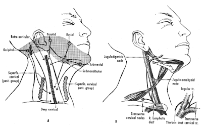 My Life With Lymphedema: Lymphatic Drainage of the Neck