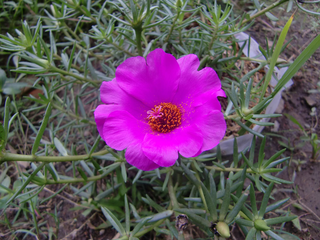 Ornamental Flowers (1)