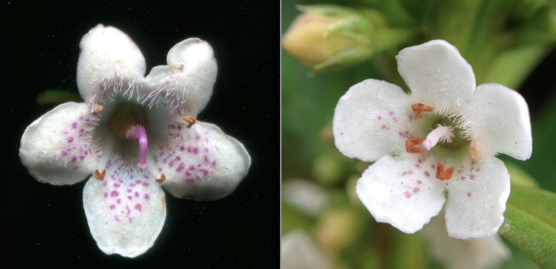 Theobrominated Wednesday Wildflower boobialla (Tasmanian ngaio)