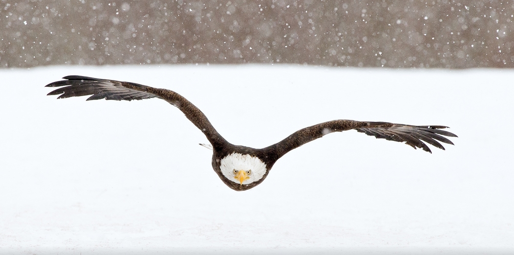 White Wolf : Fascinating Wildlife Pictures of Maxime Riendeau Will Take