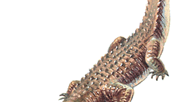 Animals Unique: The Largest of Living Reptiles