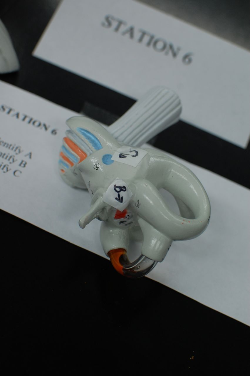 Human Anatomy Lab: Practical #2 Questions and Answers