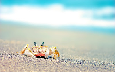 Animal Crab