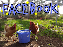 Chickens are on Facebook!