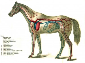 Horse Life and Love: All About...The Horse's Circulatory System