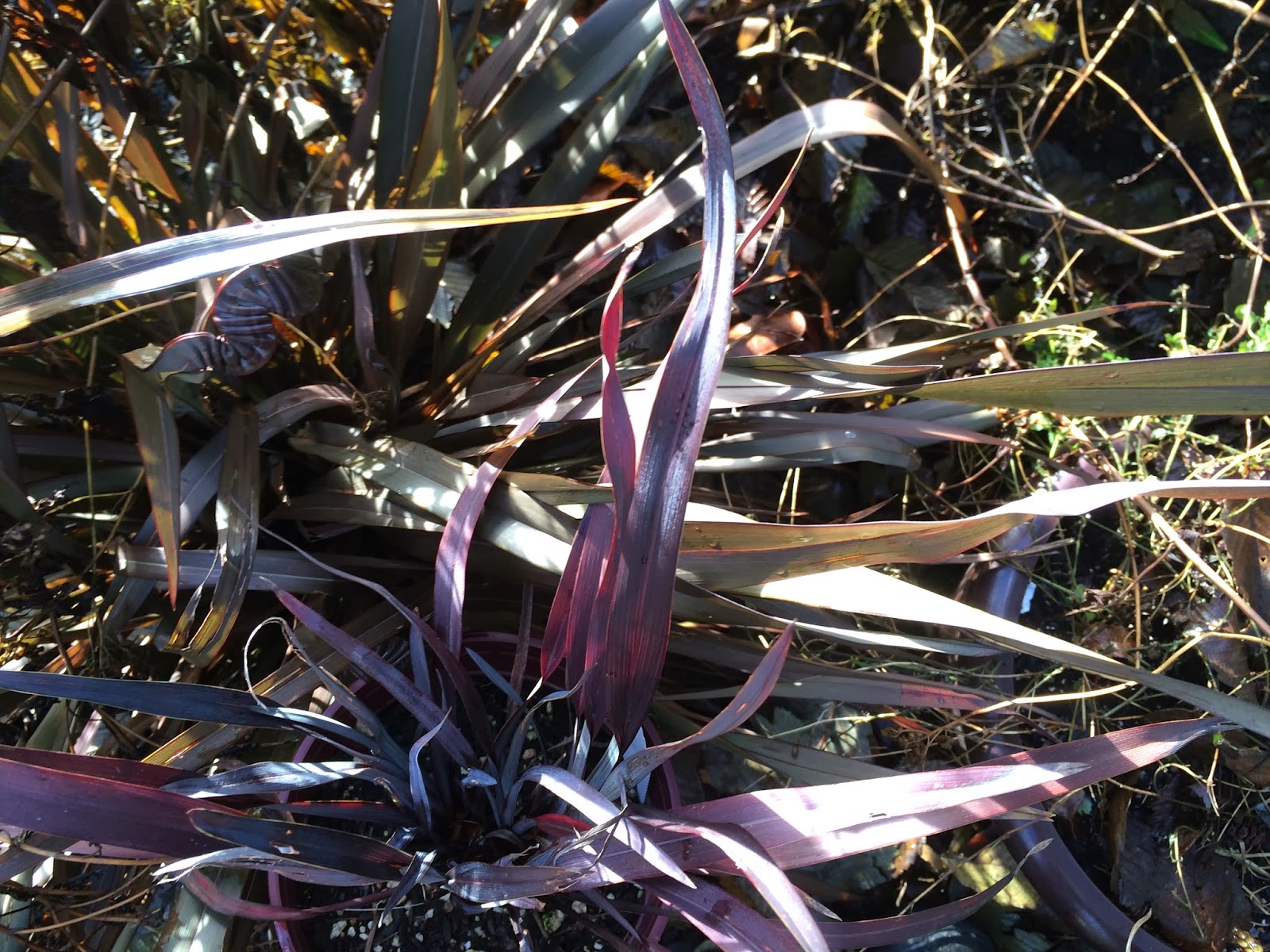 Escallonia Hedge Stock Photos Escallonia Hedge Stock Images Alamy