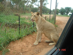 Lion.Right by the car.