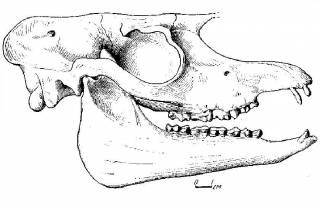 Lophialetes skull