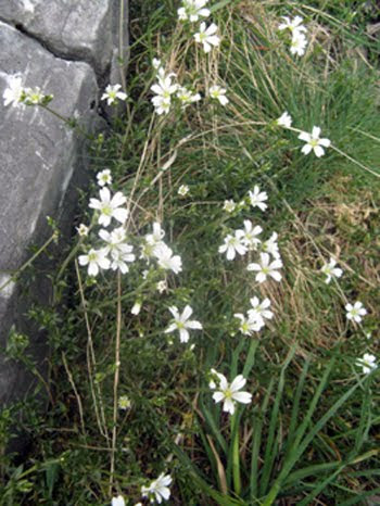 Silene latifolia (Silene bianca)