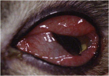 Hình 3: Mắt chó bị sừng hóa giác mạc