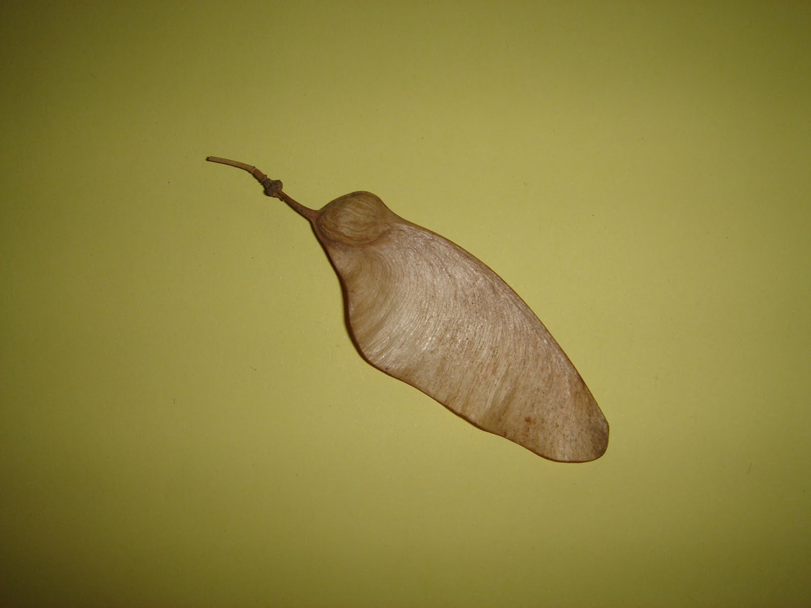 BLOG CLOROFILA Fruto Samara.