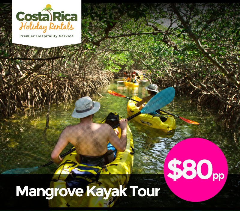 Mangrove Kayak Tours