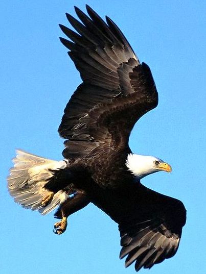 bird picture quiz picture quiz questions bird picture quiz picture quiz questions