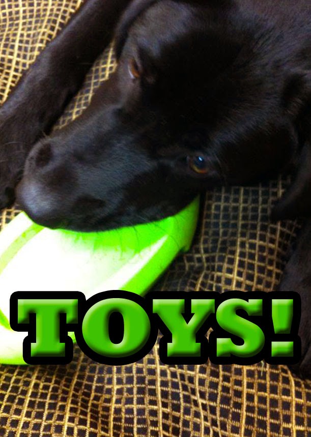 What's that Dog thinking TOYS!