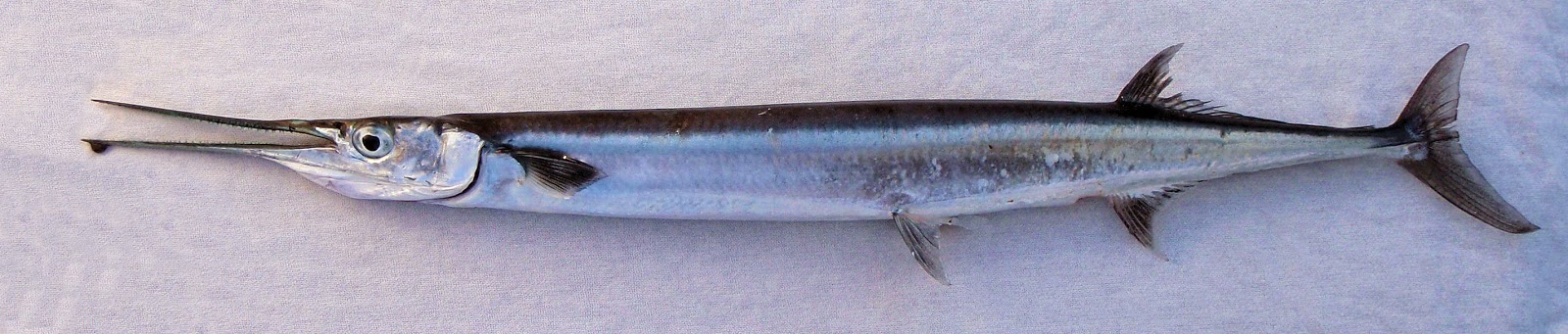 Image result for முரல் மீன்