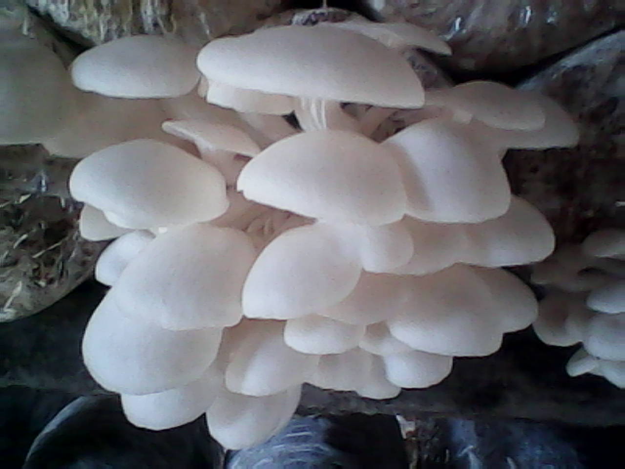 Cara Budidaya Jamur Tiram Putih JAMUR TIRAM YANG BERKUALITAS DARI