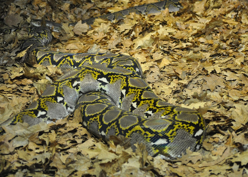 ZOOTOGRAFIANDO (MI COLECCIÓN DE FOTOS DE ANIMALES) PITÓN RETICULADA