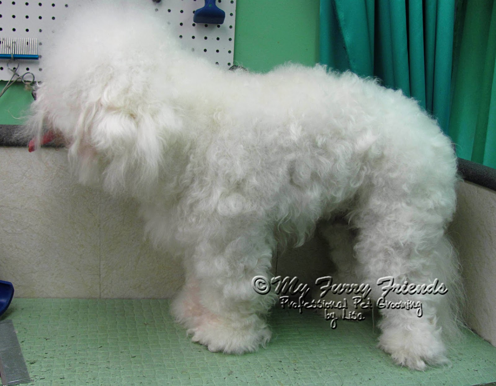 How Often Should I Cut My Dogs Hair