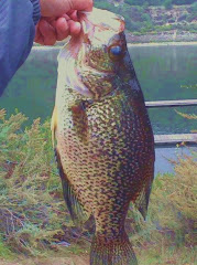 17 inch crappie