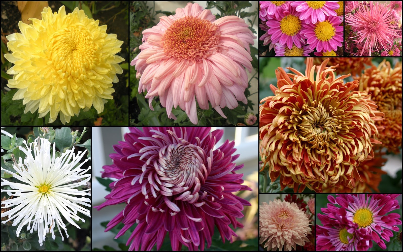 FALL MUMS 2014 Sowing the Seeds