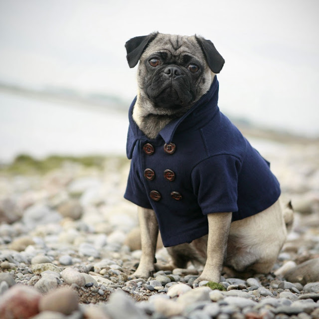 different pugs all list of different dogs breeds pug small breeds different pugs all list of different dogs breeds pug small breeds