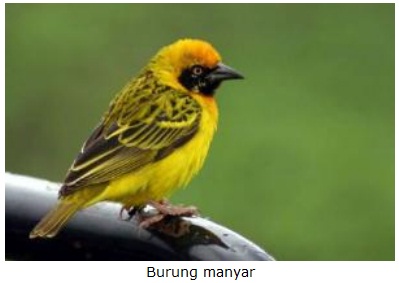 jenis burung manyar di indonesia jenis burung manyar di indonesia