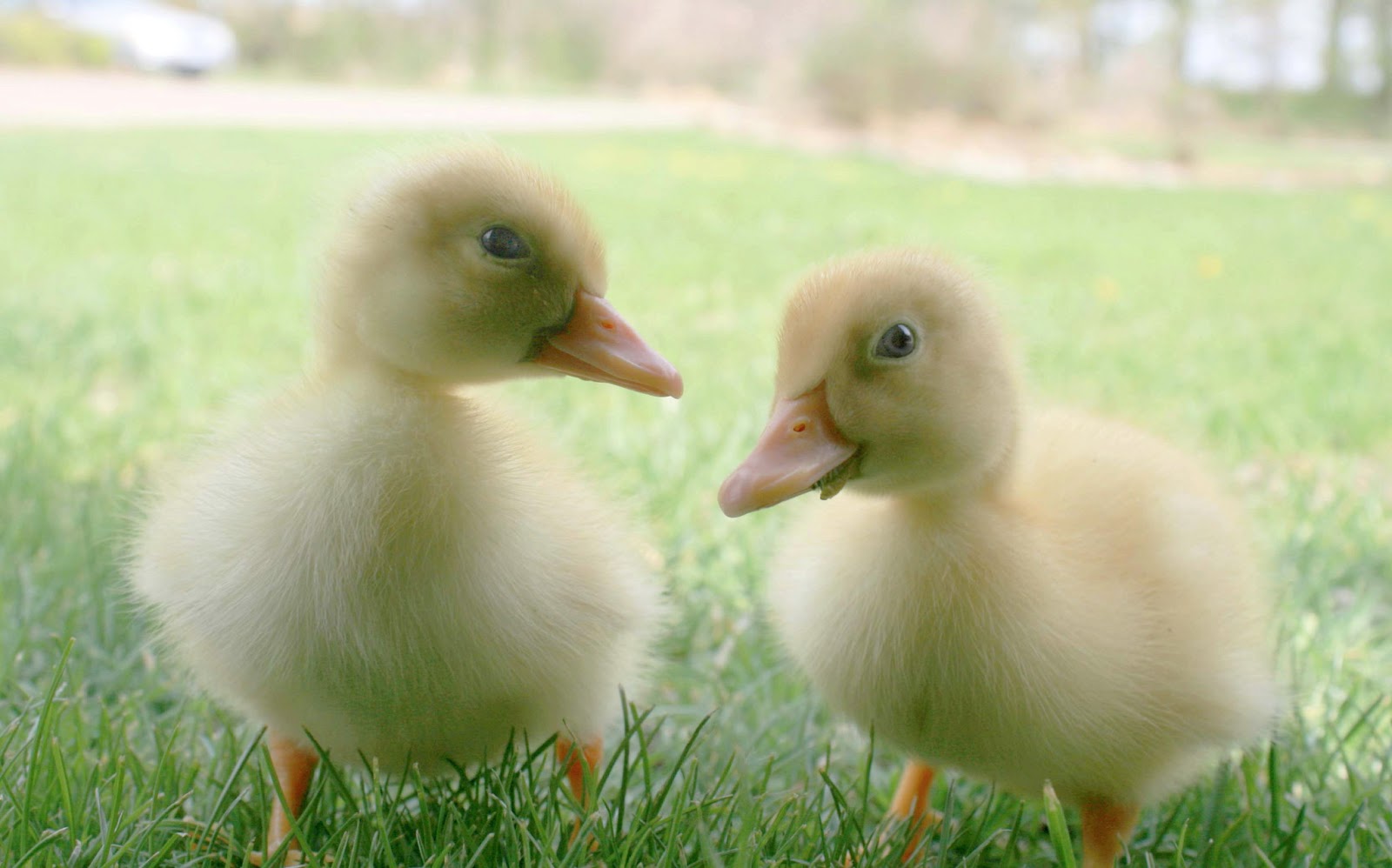 Bliss Ranch The Ducks Have Names