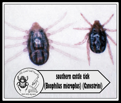 قراد البقر Cattle tick الوصف المورفولوجي ودورة الحياة قراد البقر Cattle tick الوصف المورفولوجي ودورة الحياة