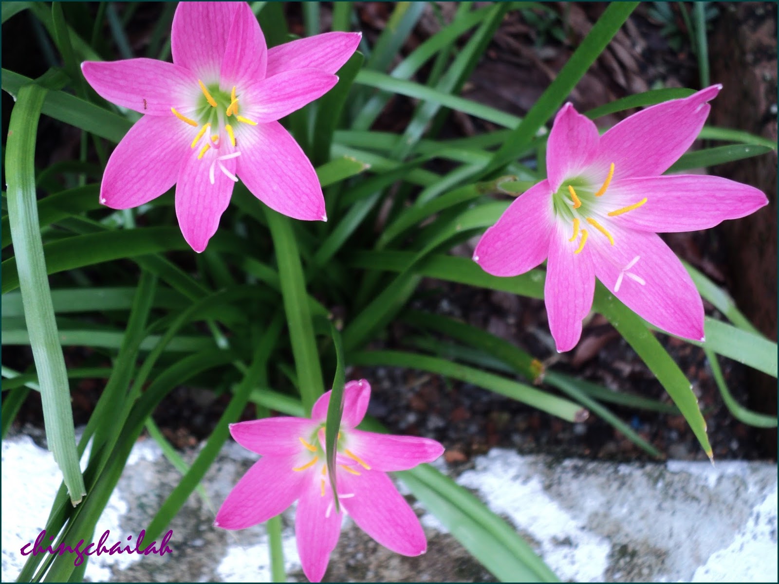 Simple Living In Nancy GROWING PINK FAIRY LILY OR RAIN LILY IN MY GARDEN