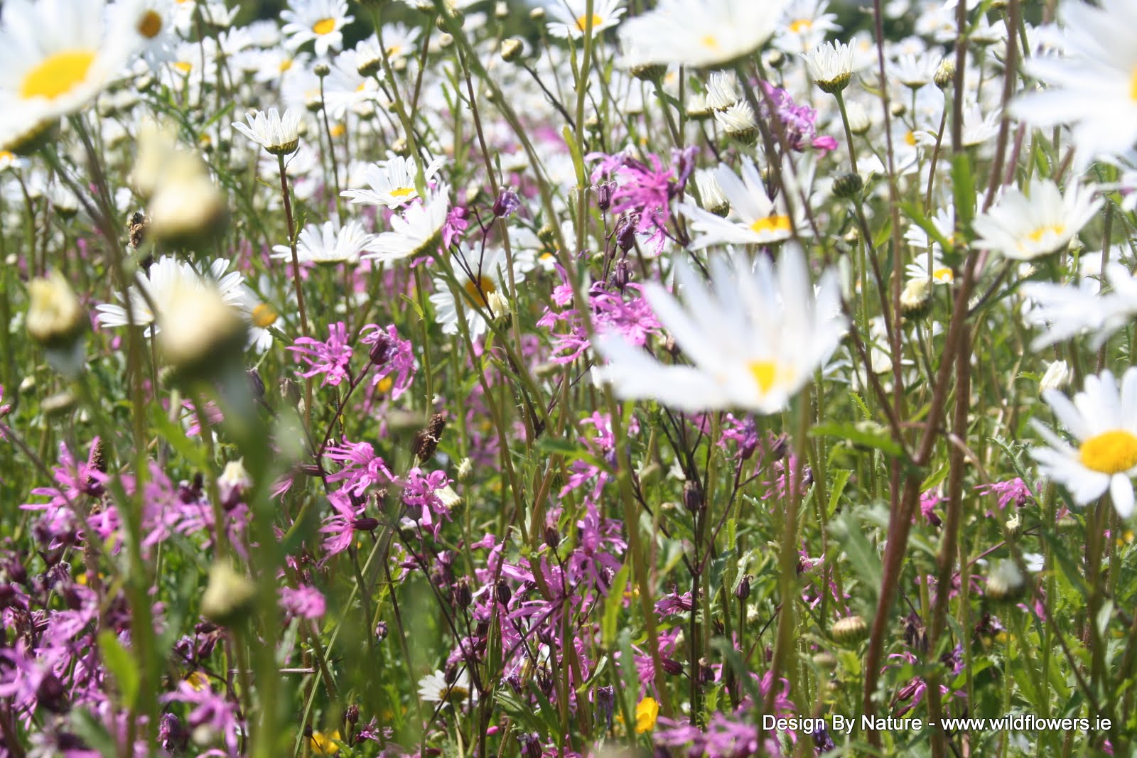 Native Wildflower Seeds Design By Nature Irish Native Wildflower