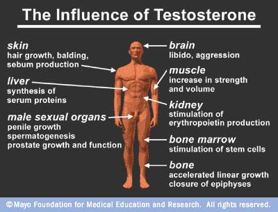 Testosterone booster vitamins
