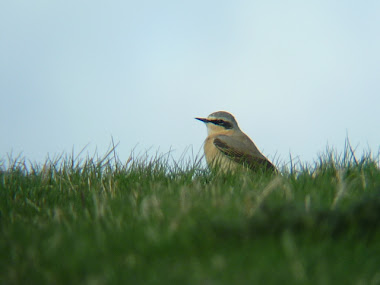 Wheatear