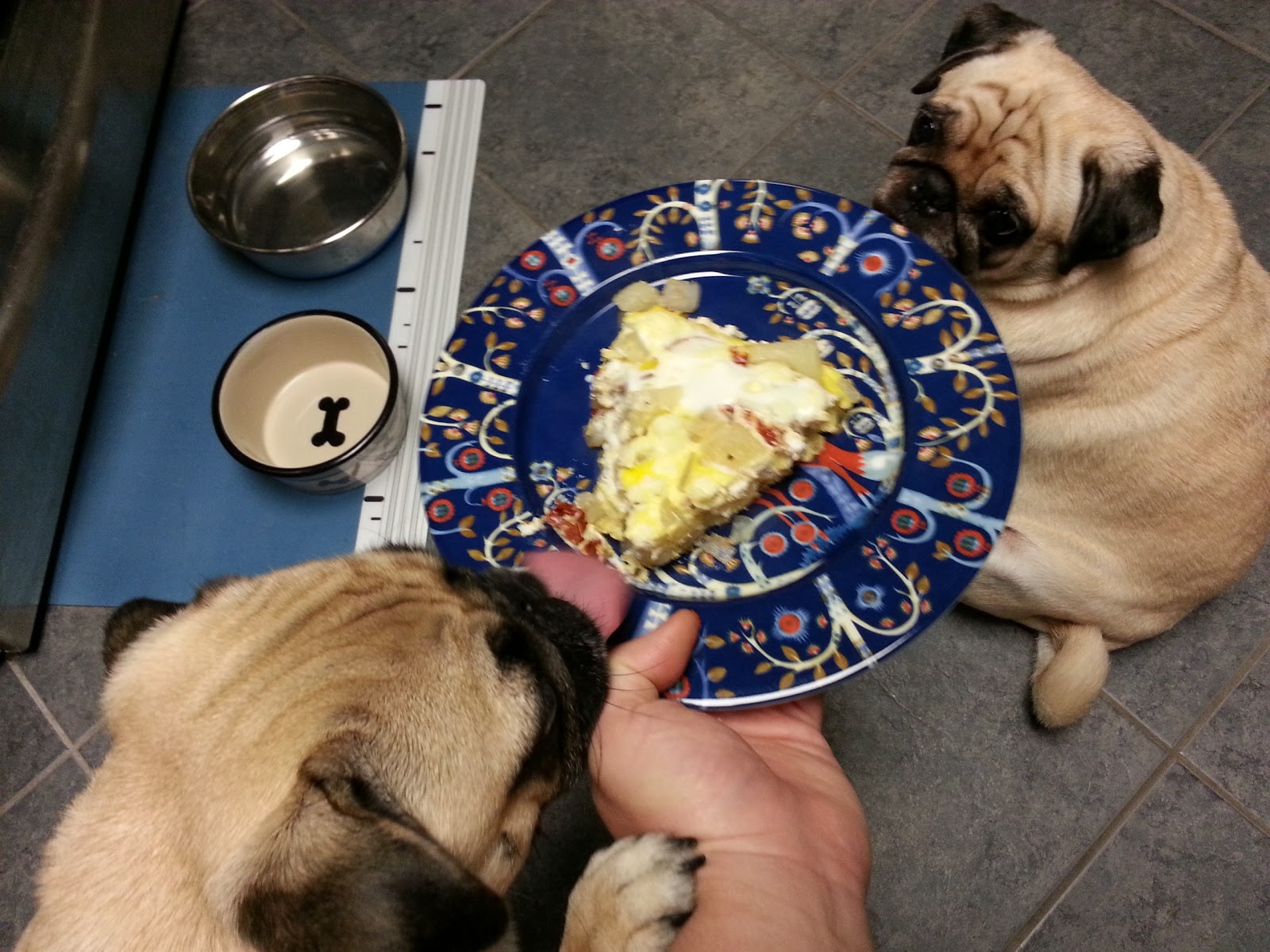 Grubbin' Pugs Spanish "Tortilla"