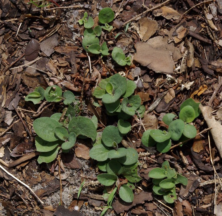 Symphyotrichum Georgianum