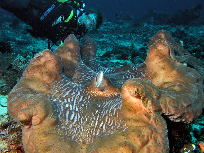 real monstrosities giant clam